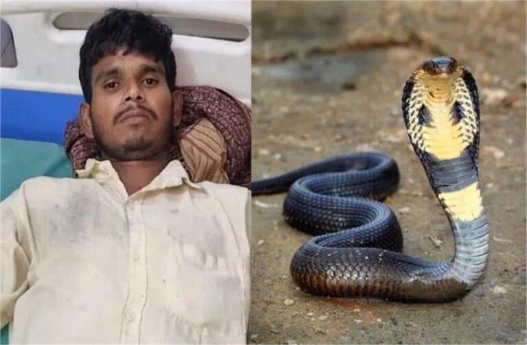 2025_11image_20_17_052285888cobra-ll