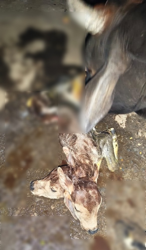 WhatsApp-Image-2025-11-26-at-11.48.09-AM-1